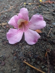 Bignonia aequinoctialis