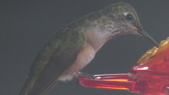 Selasphorus platycercus
