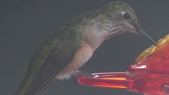 Selasphorus platycercus