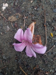 Bignonia aequinoctialis