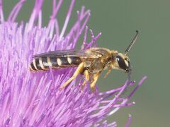 Halictus
