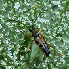 Xestoleptura