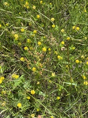 Trifolium aureum