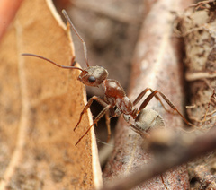 Formica francoeuri