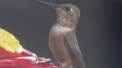 Selasphorus