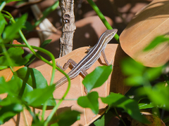 Anolis ophiolepis