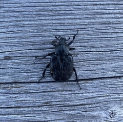 Osmoderma scabra