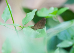 Synapte malitiosa