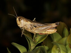 Stenobothrus bolivarii