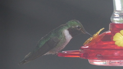Selasphorus platycercus