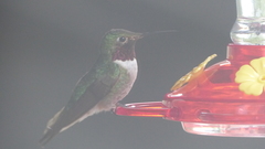 Selasphorus platycercus