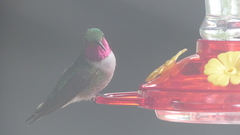 Selasphorus platycercus