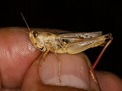 Stenobothrus bolivarii