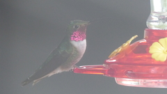 Selasphorus platycercus