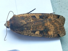 Noctua pronuba