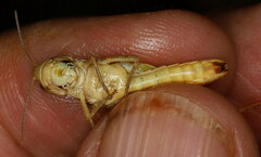Stenobothrus bolivarii