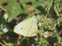 Pieris