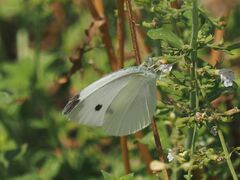 Pieris