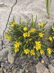 Stenotus armerioides