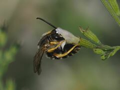 Halictus