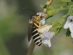 Halictus