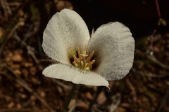 Calochortus howellii