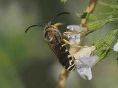 Halictus