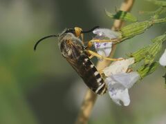 Halictus