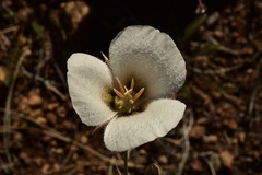 Calochortus howellii