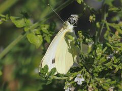 Pieris