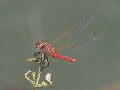 Sympetrum fonscolombii