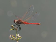 Sympetrum fonscolombii