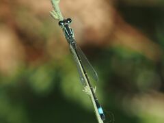 Ischnura elegans