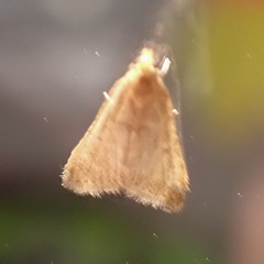 Bostra obsoletalis