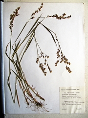 Melica turczaninowiana