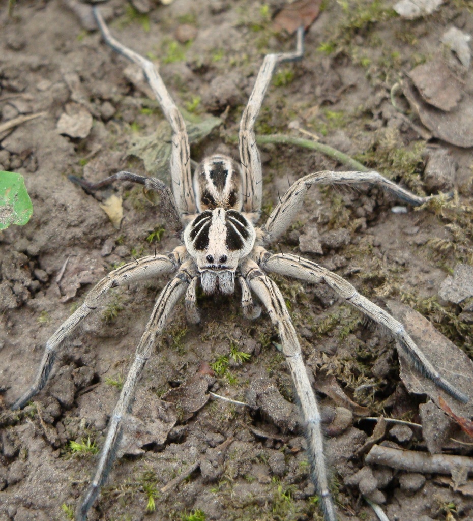 Lycosa pampeana