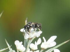 Hylaeus