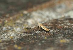 Caloptilia hemidactylella