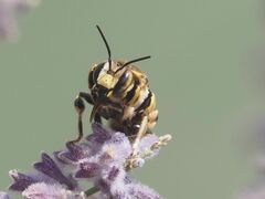 Anthidium florentinum