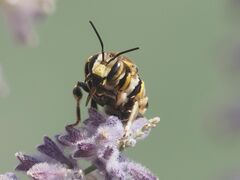 Anthidium florentinum
