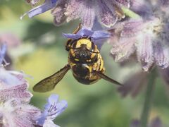Anthidium florentinum