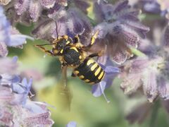 Anthidium florentinum