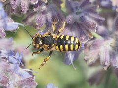 Anthidium florentinum