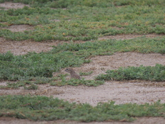 Xerospermophilus spilosoma