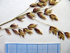 Melica turczaninowiana