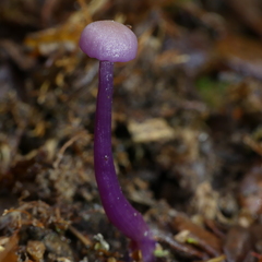 Laccaria masoniae