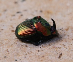 Phanaeus amithaon