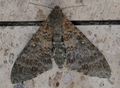 Manduca muscosa