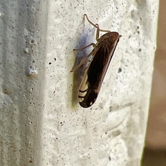 Stenocranus vittatus