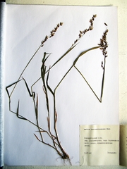 Melica turczaninowiana
